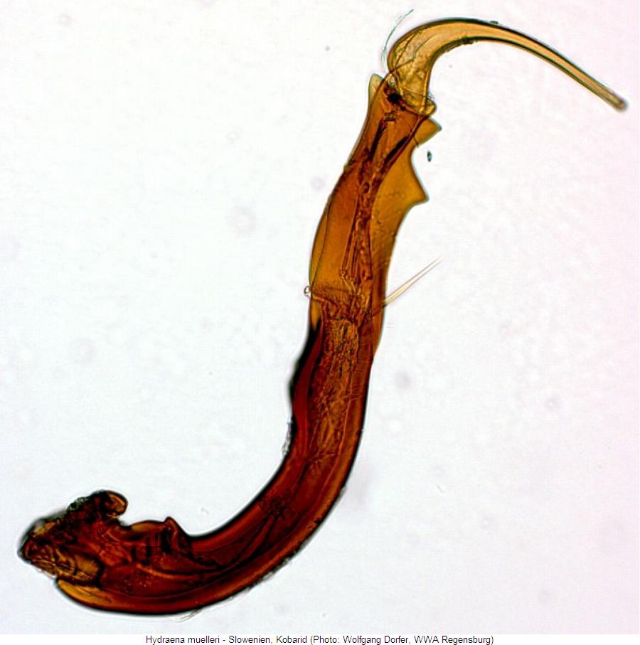 hydraena_muelleri2.jpg