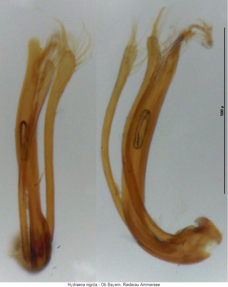 hydraena_nigrita.jpg