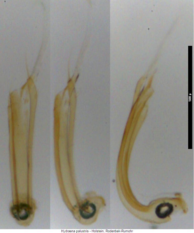 hydraena_palustris.jpg