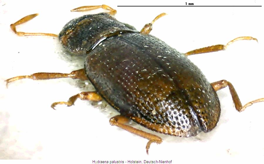 hydraena_palustris_fld.jpg