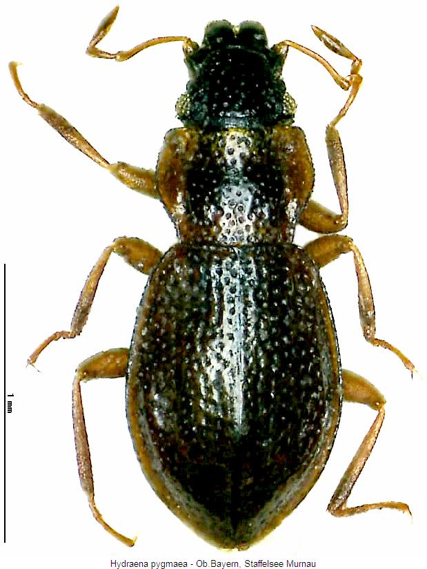 hydraena_pygmaea_hab.jpg