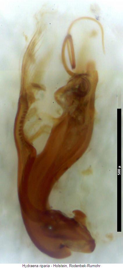 hydraena_riparia.jpg