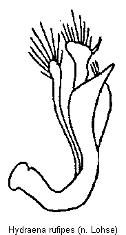 hydraena_rufipes.gif