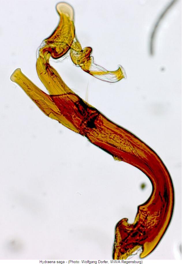 hydraena_saga2.jpg