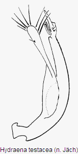hydraena_testacea.gif