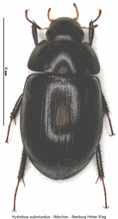 hydrobius_subrotundatus_hab.jpg