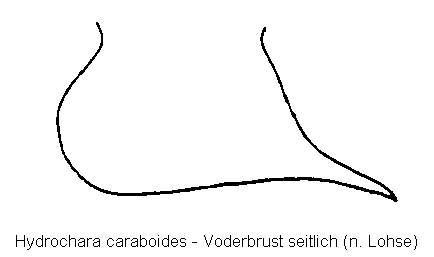 hydrochara_caraboides_vbr.gif