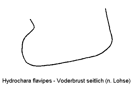 hydrochara_flavipes_vbr.gif