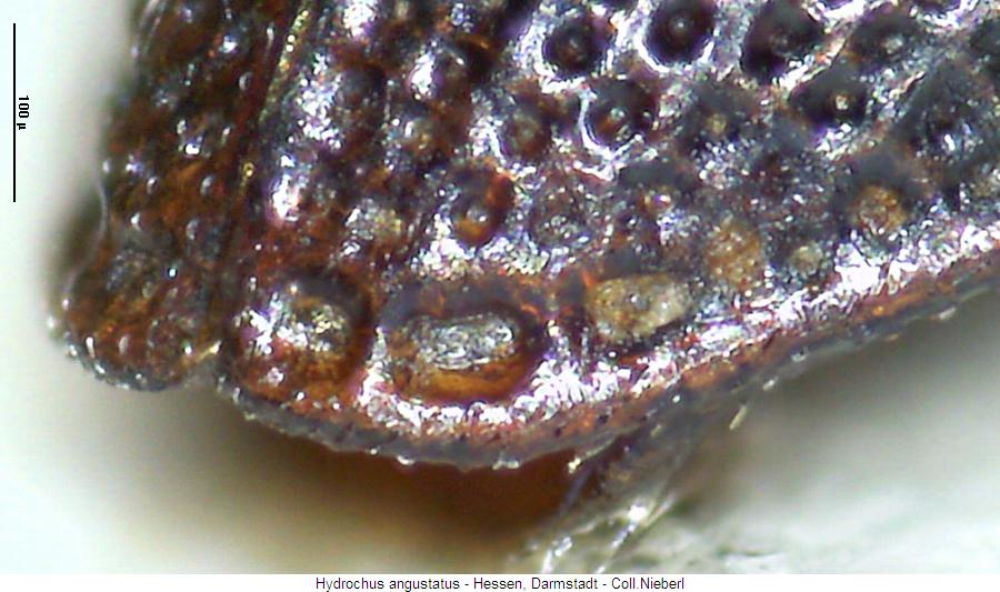 hydrochus_angustatus_fld.jpg