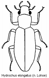 hydrochus_elongatus_hab.gif