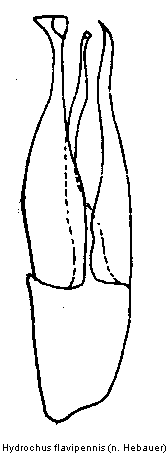 hydrochus_flavipennis.gif