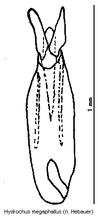 hydrochus_megaphallus.gif