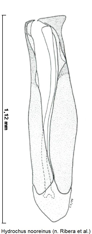 hydrochus_nooreinus.jpg