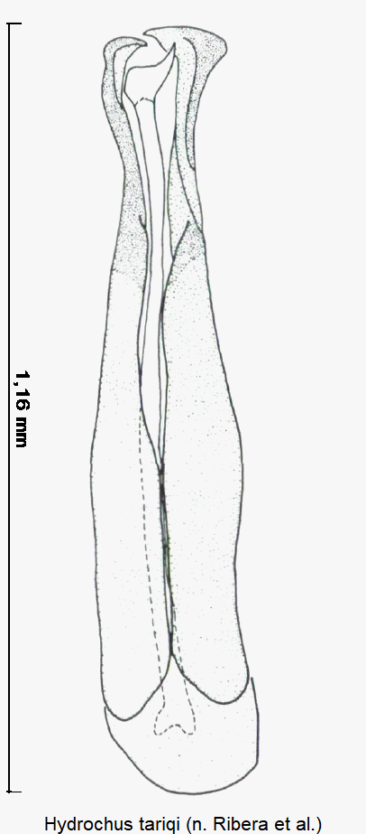 hydrochus_tariqi.gif