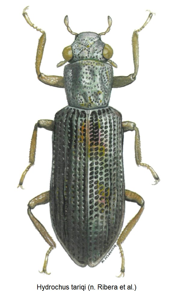 hydrochus_tariqi_hab.jpg
