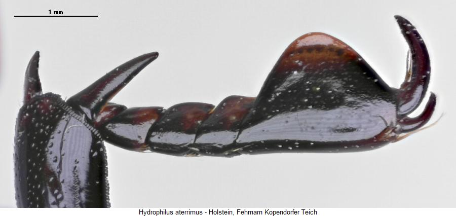 hydrophilus_aterrimus_vtr.jpg