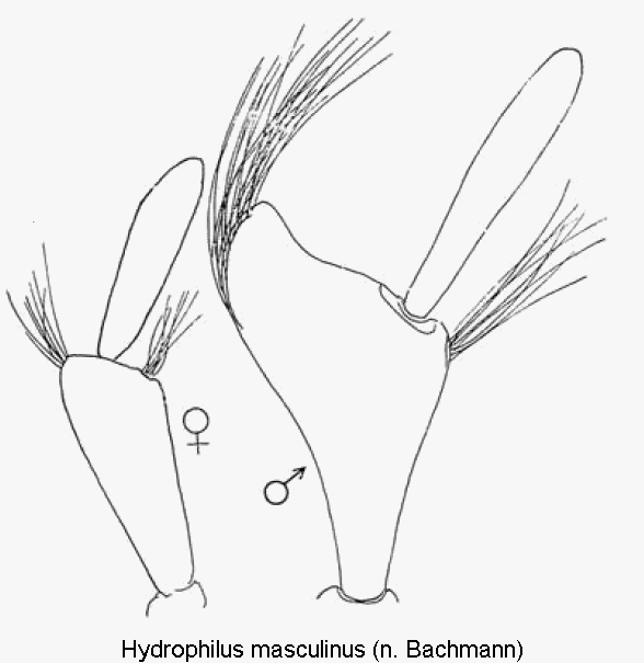 hydrophilus_masculinus_ts.gif