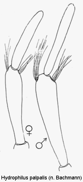 hydrophilus_palpalis_ts.gif