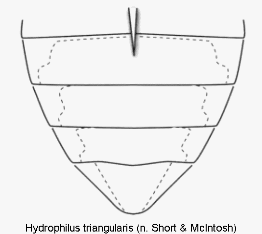 hydrophilus_triangularis_abd.gif