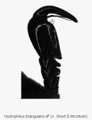 hydrophilus_triangularis_vtr.gif