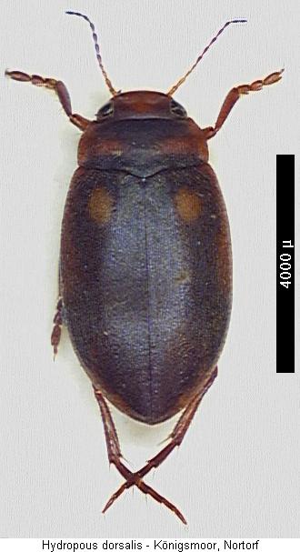 hydroporus_dorsalis_hab.jpg