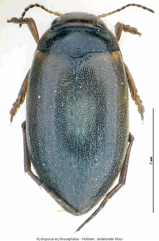 hydroporus_erythrocephalus_hab.jpg
