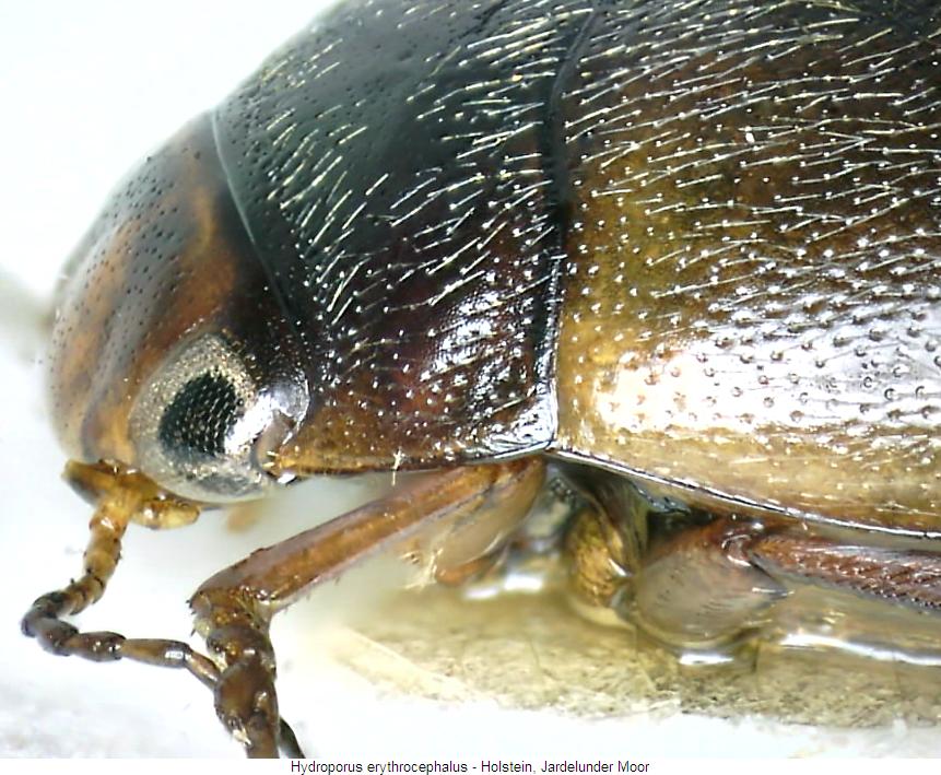 hydroporus_erythrocephalus_sa.jpg