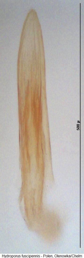 hydroporus_fuscipennis.jpg