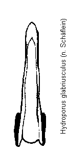 hydroporus_glabriusculus.gif