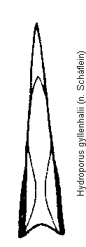 hydroporus_gyllenhalii.gif