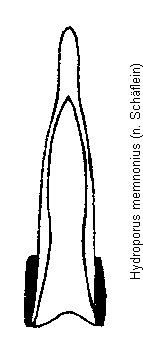 hydroporus_memnonius.gif