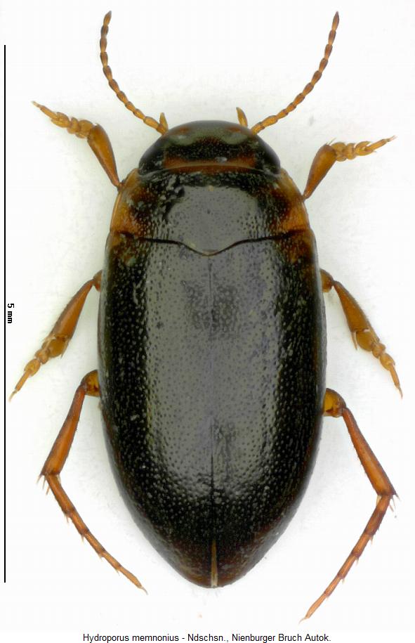 hydroporus_memnonius_hab.jpg