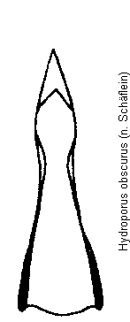 hydroporus_obscurus.gif