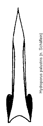 hydroporus_palustris.gif