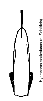hydroporus_scalesianus.gif