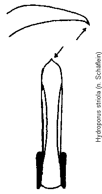 hydroporus_striola.gif