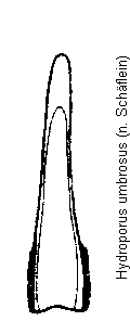 hydroporus_umbrosus.gif