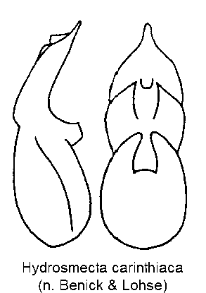 hydrosmecta_carinthiaca.gif