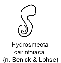 hydrosmecta_carinthiaca_sperm.gif