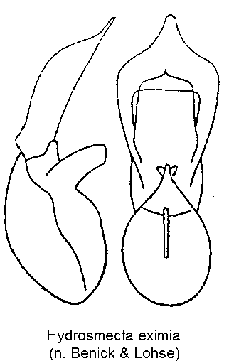 hydrosmecta_eximia.gif