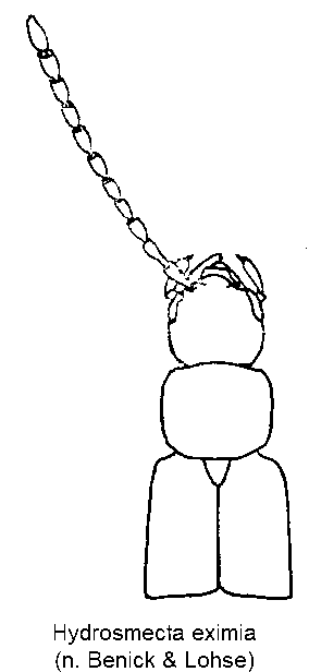 hydrosmecta_eximia_vk.gif