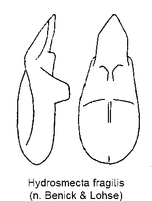 hydrosmecta_fragilis.gif