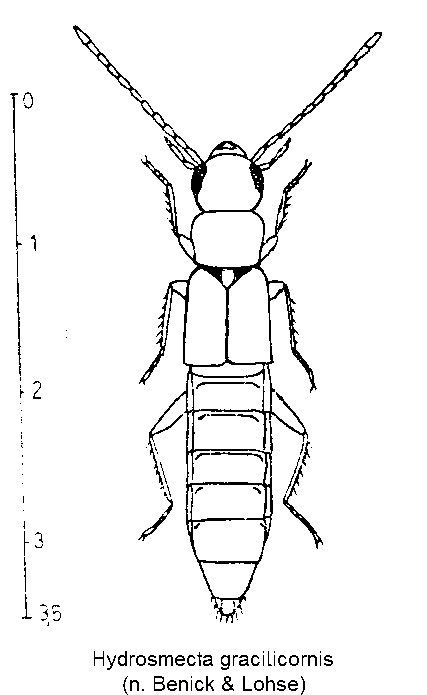 hydrosmecta_gracilicornis_hab.gif