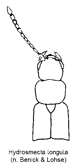 hydrosmecta_longula_vk.gif