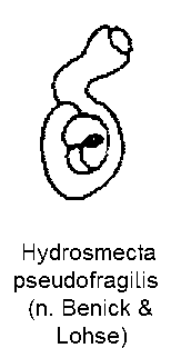 hydrosmecta_pseudofragilis_sperm.gif