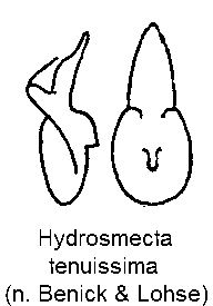 hydrosmecta_tenuissima.gif
