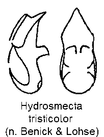 hydrosmecta_tristicolor.gif