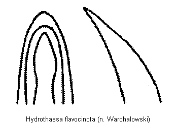 hydrothassa_flavocincta.gif