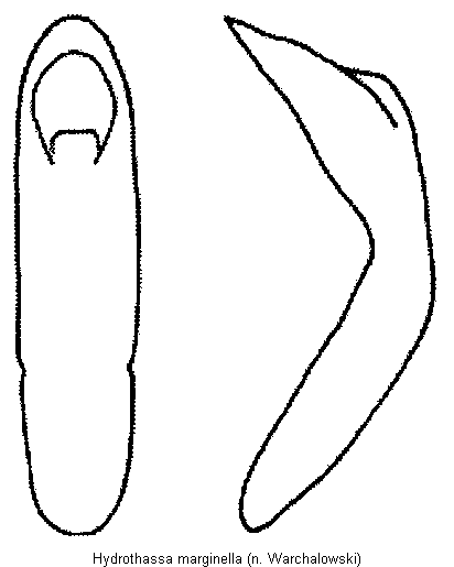 hydrothassa_marginella.gif