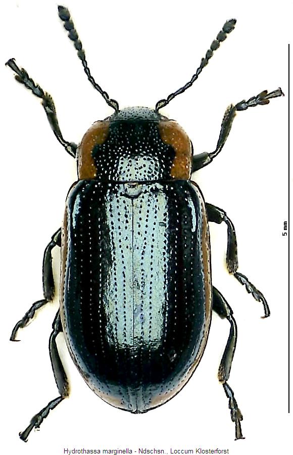 hydrothassa_marginella_hab.jpg